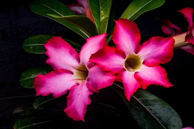 Flor de azalea sobre fondo negro.