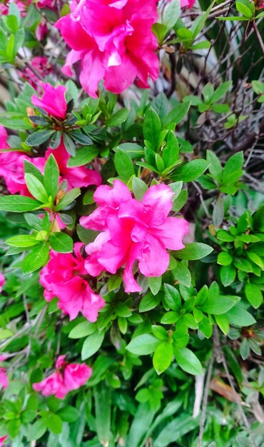 Foto la flor de la azela