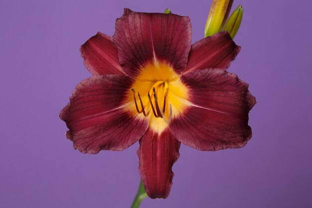 Foto flor de azucena borgoña aislada sobre fondo púrpura.