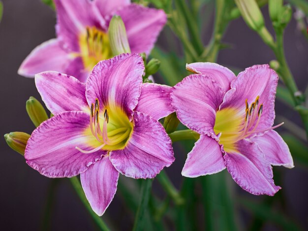 Flor de azucena en el jardín de verano