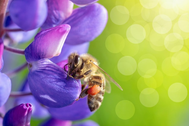 Una flor azul con una abeja