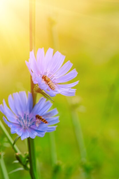 Flor azul de achicoria que florece en la naturaleza con fondo floral de mosca Syrphidae con espacio de copia