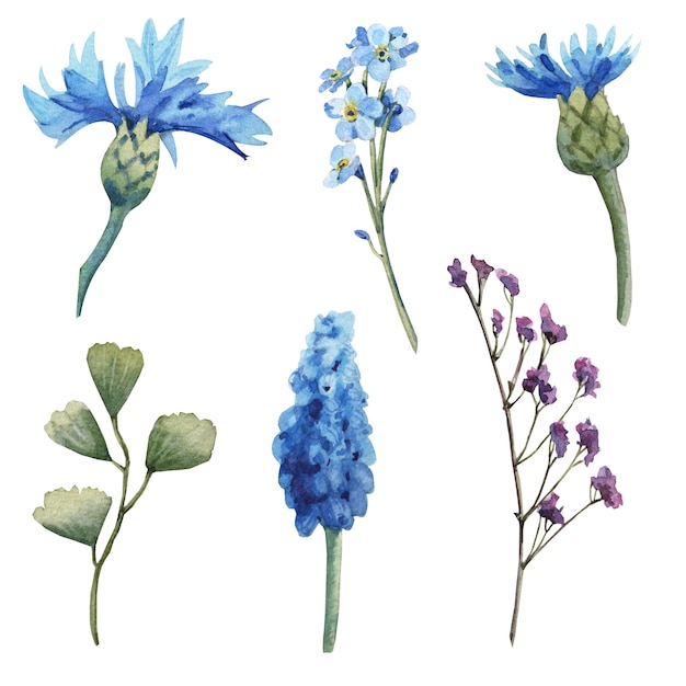 Flor azul acuarela con hojas, iris, anémona, rama