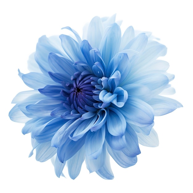 Flor azul aislada en fondo blanco png con transparencia generar ai