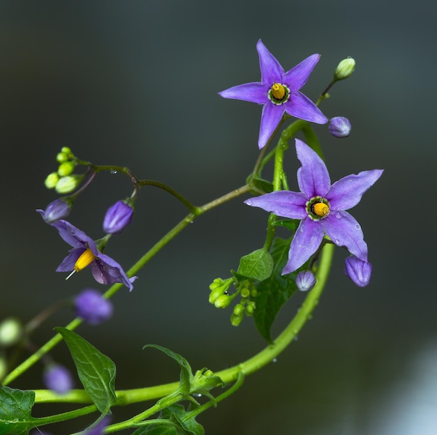 flor azul beladona