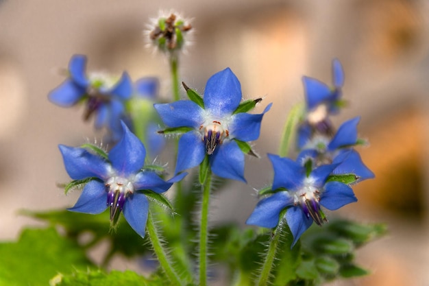 flor azul de la borraja