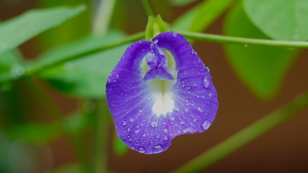 Una flor azul con un centro blanco y un centro blanco.