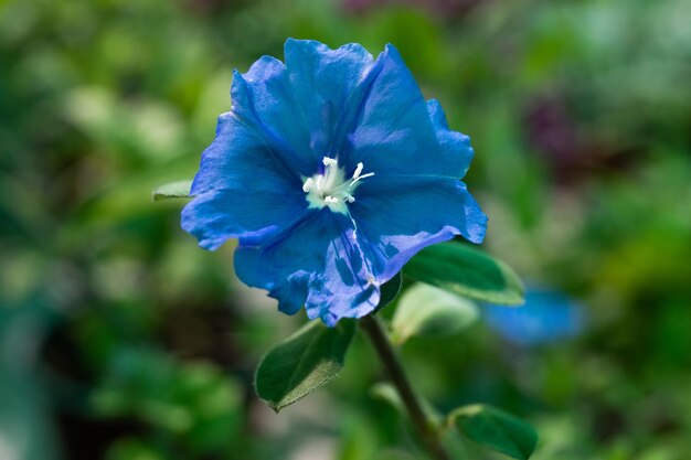 Una flor azul con un centro blanco está en un jardín.