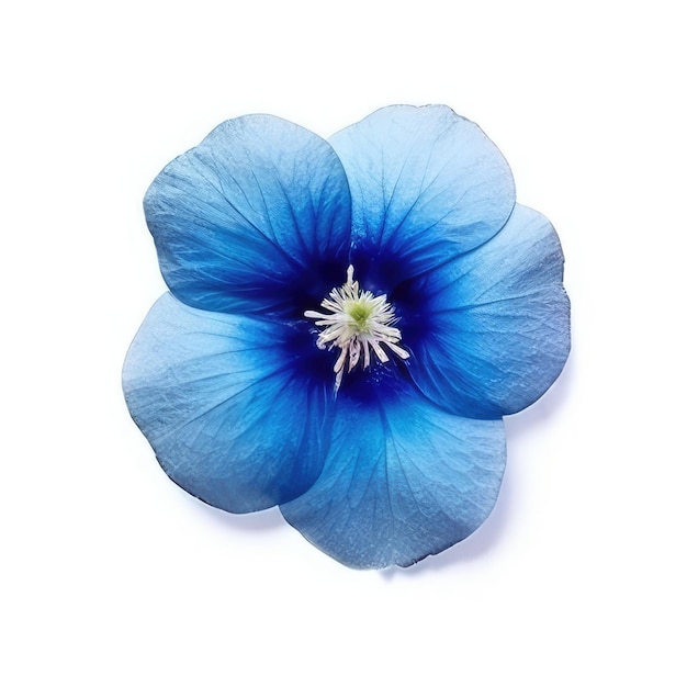 Una flor azul con un centro blanco que dice " el nombre "