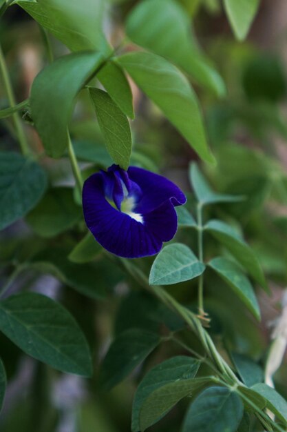 Una flor azul con un centro blanco.