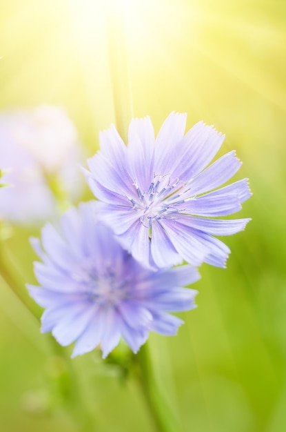 Flor azul chicória florescendo na natureza, fundo ensolarado floral com espaço de cópia