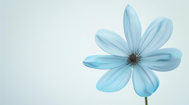 Flor azul claro em plena floração contra um fundo branco As pétalas são delicadas e as veias são visíveis