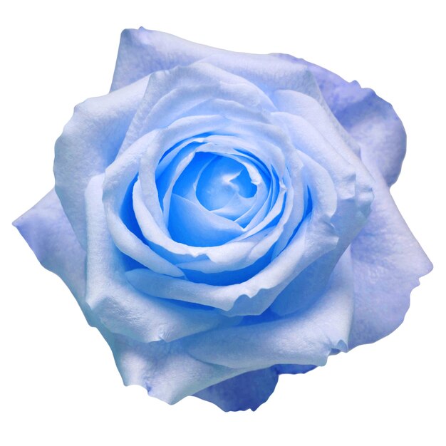 Flor azul claro rosa aislado sobre un fondo blanco Macro flora para el diseño Flowerhead Flat lay top view