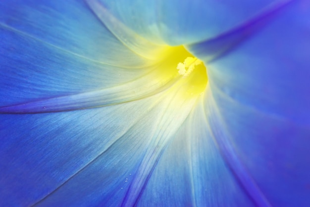 Flor azul com fundo de pilão amarelo