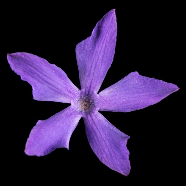 Foto flor azul da pervinca lat vinca isolada no fundo preto