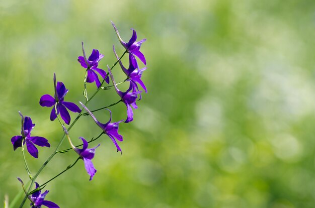 Flor azul da primavera no campo