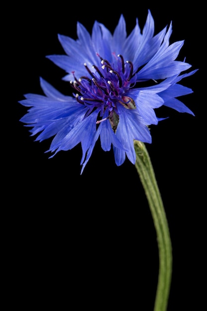 Foto flor azul de centáurea lat centaurea isolada em fundo preto
