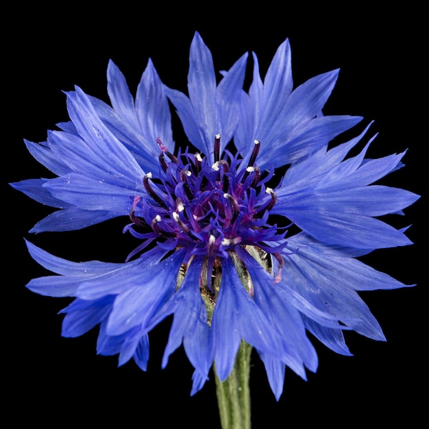 Flor azul de centáurea lat Centaurea isolada em fundo preto