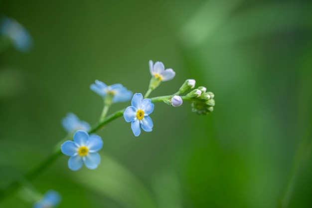 Flor azul delicada. Concepto: cita, ternura, sentimientos, amor.