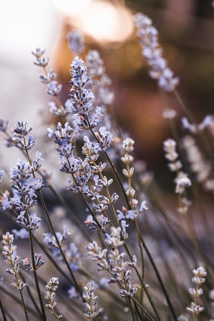 Flor azul delphinium cresce no jardim