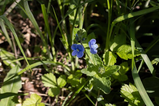 Flor azul en un día soleado en un campo de cerca