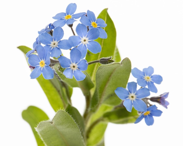 Flor azul do lat do esquecimento Myosotis arvensis isolada no fundo branco