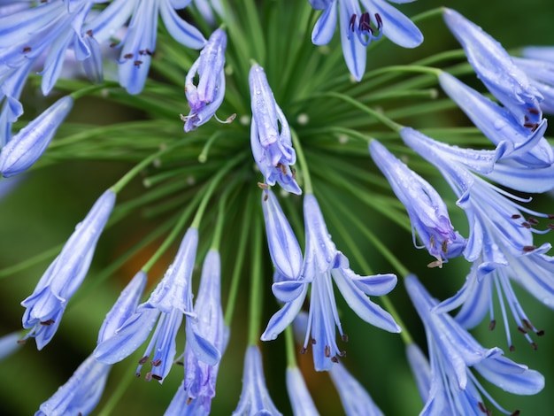 Flor azul é beleza