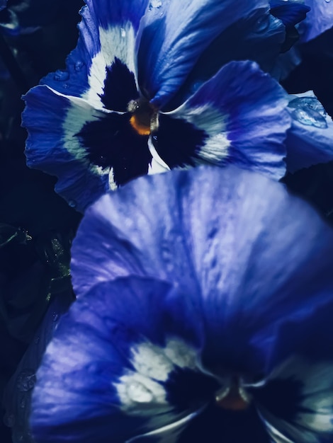 Flor azul em fundo escuro floral e natureza