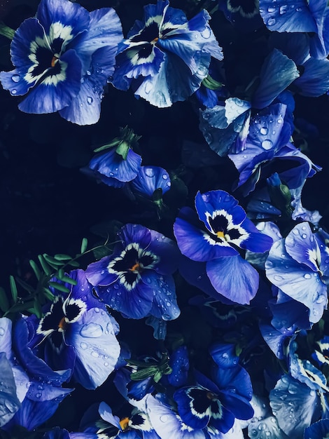 Foto flor azul em fundo escuro floral e natureza