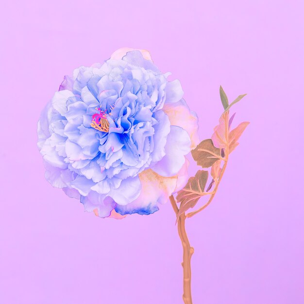Flor azul em fundo roxo. Arte mínima. Viibes florescendo de verão