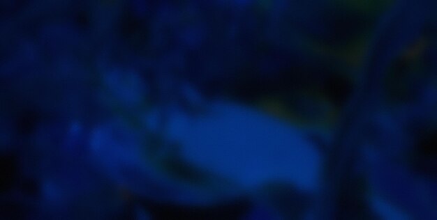 una flor azul está en un fondo oscuro