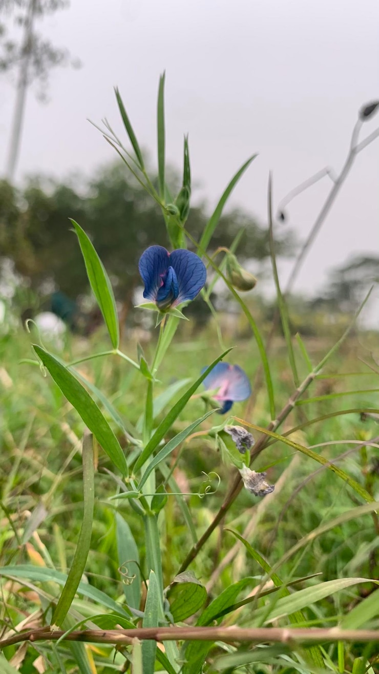 Una flor azul está en la hierba con la palabra en ella