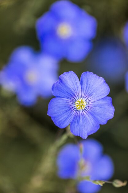 Flor azul de flor de lino sobre fondo de hierba Campo agrícola de lino industrial