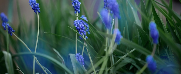 Flor azul flor de muscari o un jacinto de ratón de cerca