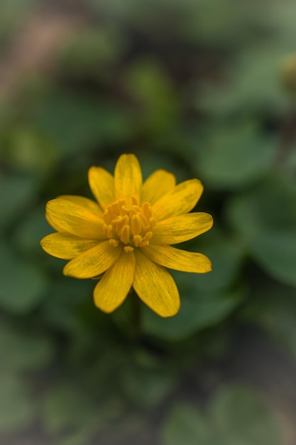 Foto flor azul flores amarelas cilla bifolia flor azul petrov cruz narcisos escamosos