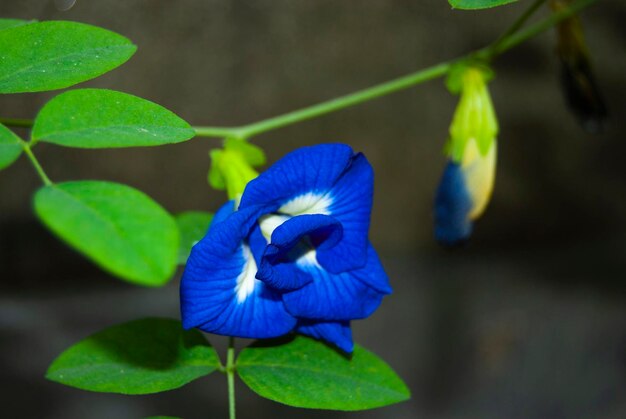 Foto flor azul foto premium