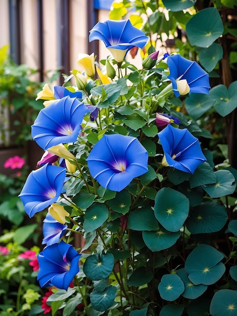 Flor azul de la gloria de la mañana en el jardín