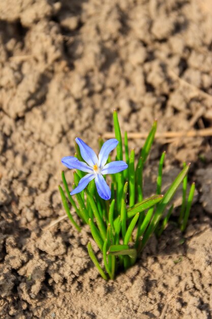 Flor azul de gloryofthesnow chionodoxa luciliae en primavera