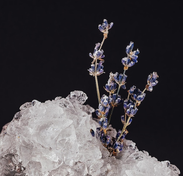 Flor azul en el hielo de cerca