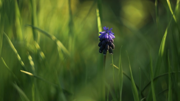 flor azul en hierba verde