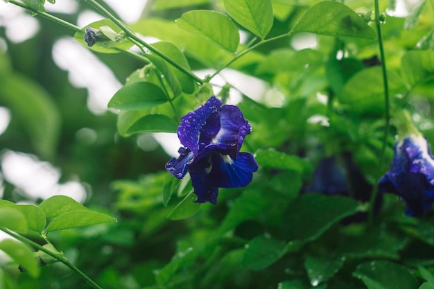 Una flor azul con una hoja verde en el fondo.