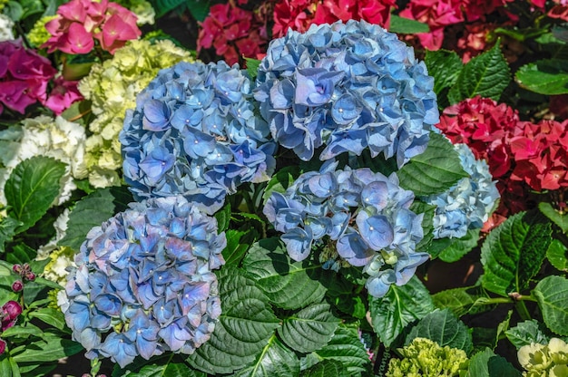 Flor azul Hydrangea macrophylla