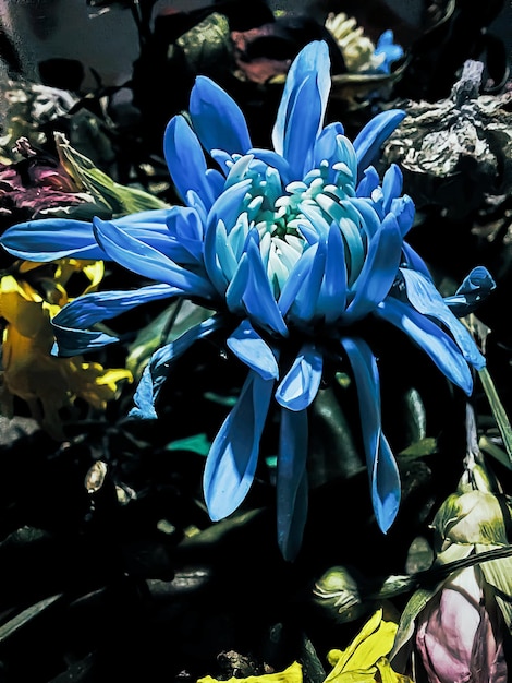 Una flor azul en un jardín con una flor amarilla.