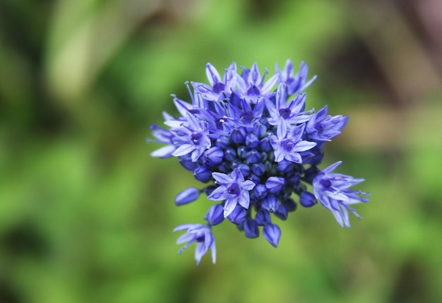 Foto flor azul en el jardín