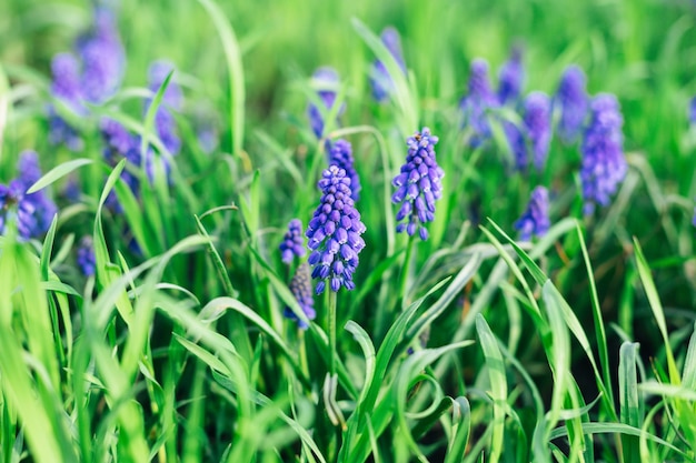 Flor azul Muscari Fundo colorido Primavera flor azul