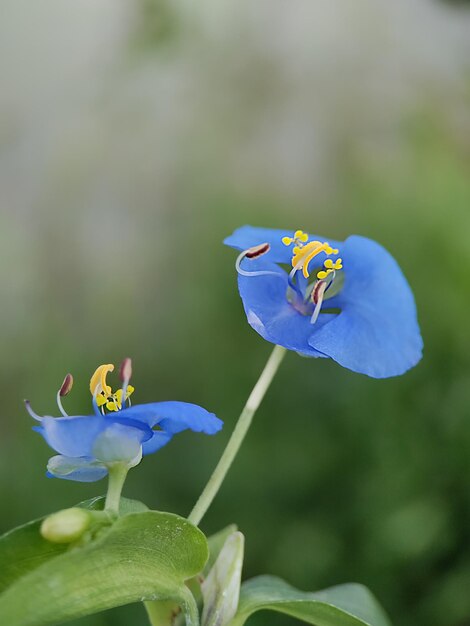 Foto flor azul no jardim da natureza