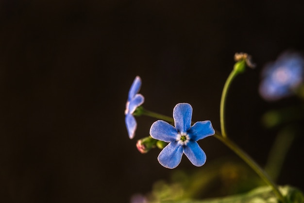 Flor azul nomeolvides de cerca en la oscuridad