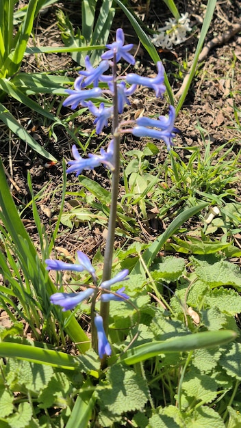 Una flor azul con la palabra azul en ella