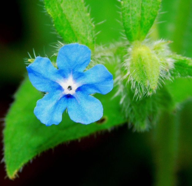 Flor azul pentaglotis