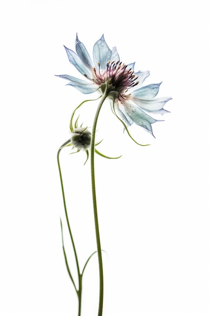 Una flor azul con pétalos blancos y un fondo blanco.